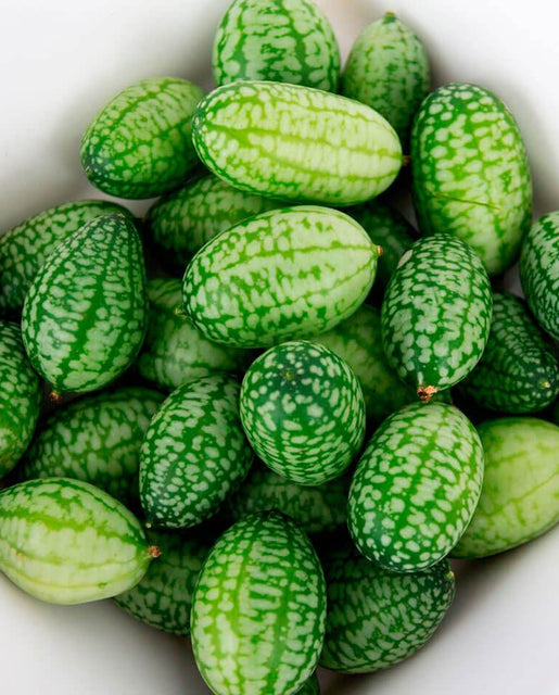 How to Grow Cucamelon - a Complete Guide From Seed to Table