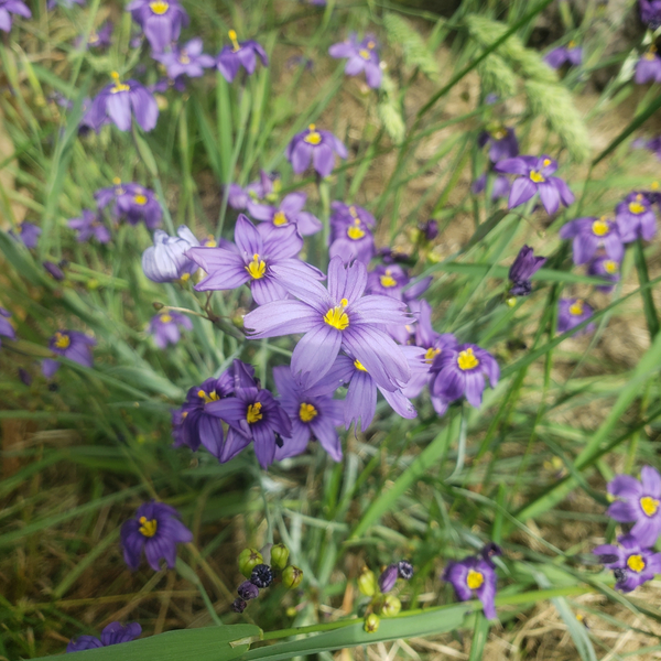 Western Blue-Eyed Grass Seeds – West Coast Seeds