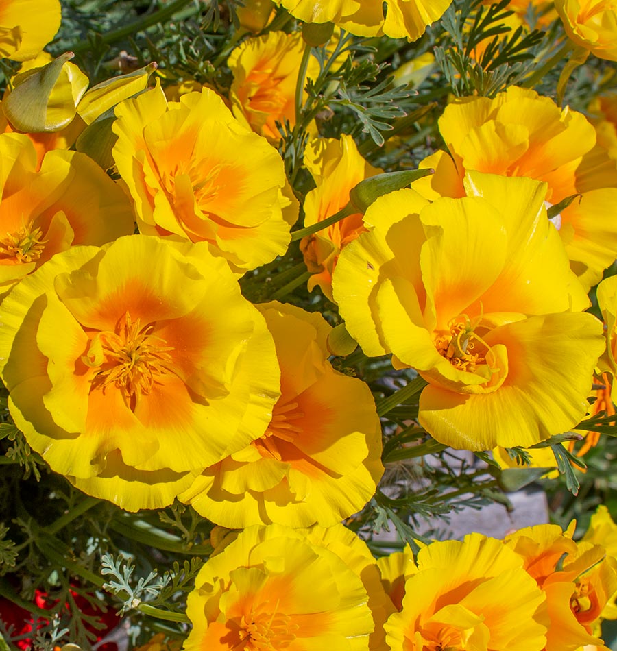 Golden Yellow Poppy shops