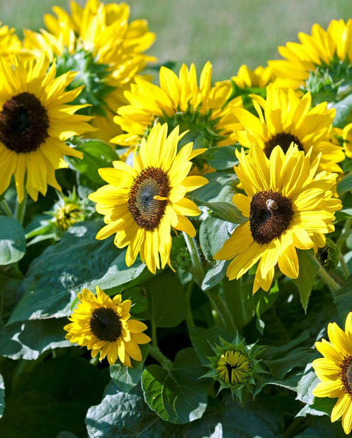 Seeds Coast Seeds Sunflower – Suntastic West