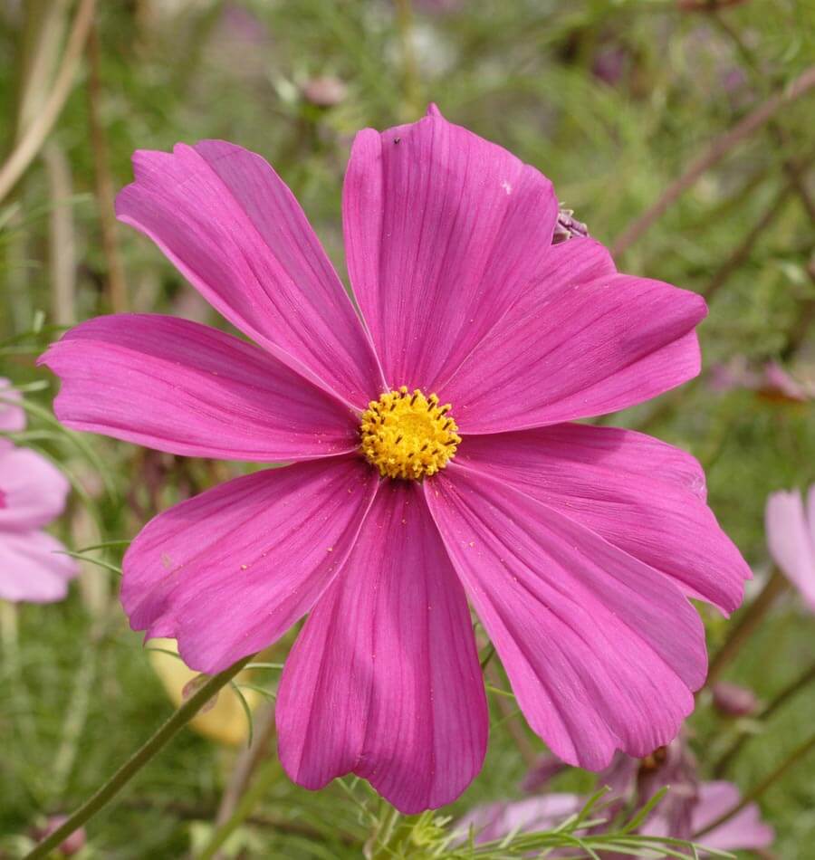 Mini Blend Cosmos Seeds – West Coast Seeds