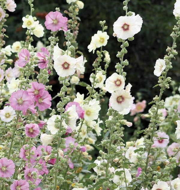 Indian Spring Hollyhock (Alcea rosea) - Annie's Heirloom Seeds