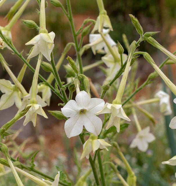 Jasmine Tobacco