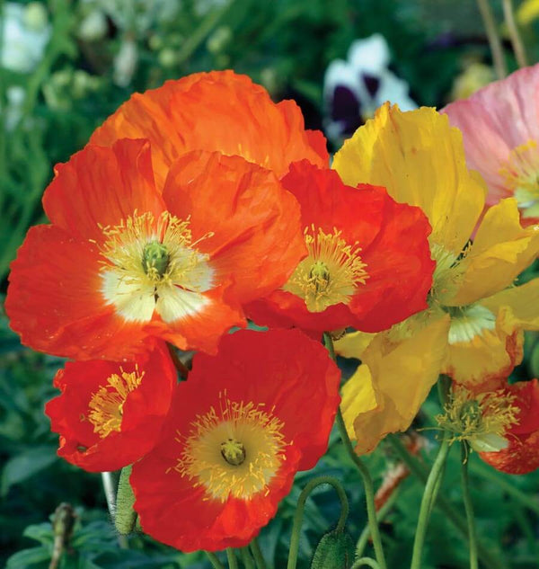 Iceland Poppy Seeds – West Coast Seeds