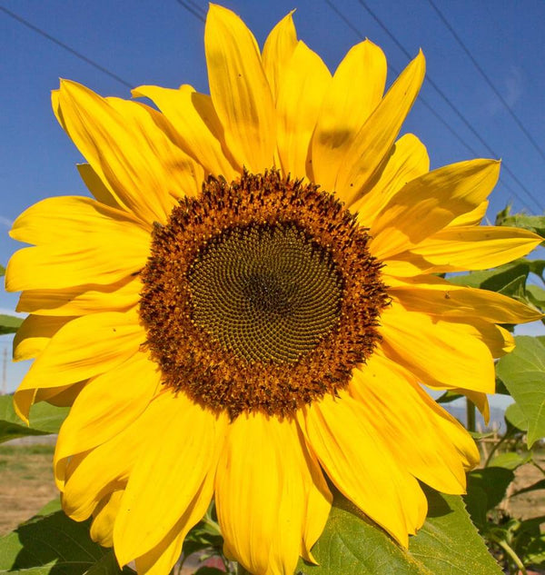 Peredovik sunflower deals