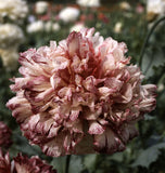 Flemish Antique Peony