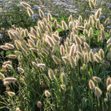 Bunny Tails