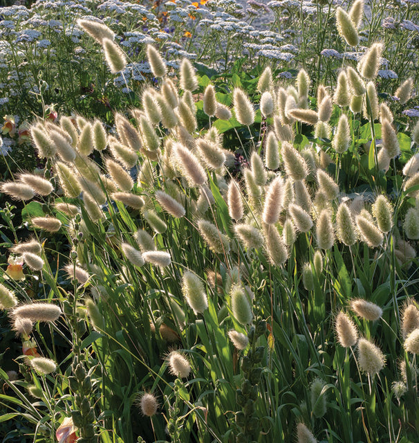 Bunny Tails