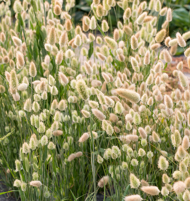 Bunny Tails