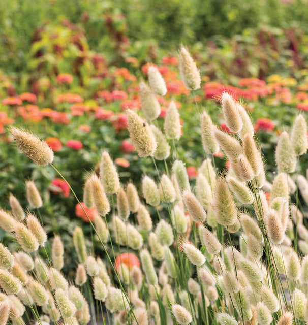 Bunny Tails