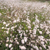 Bunny Tail Grass