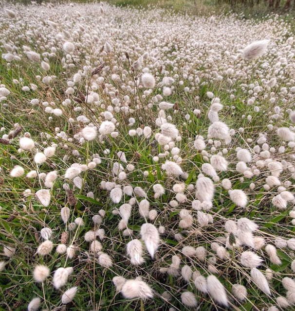 Bunny Tail Grass