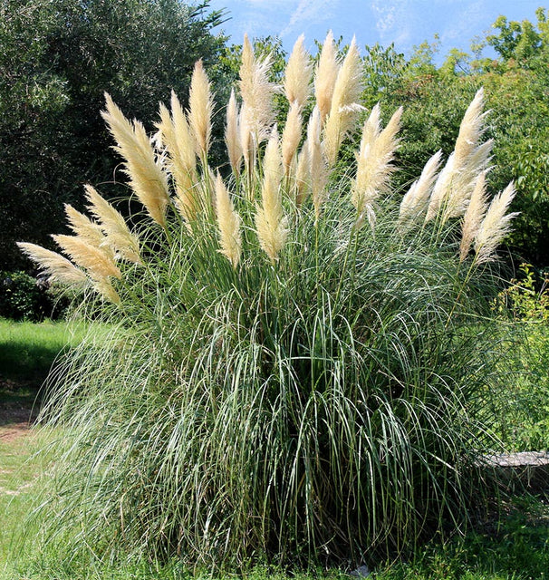 White Pampas Grass