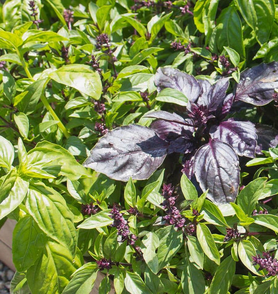 Kitchen Basil Blend West Coast Seeds