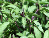 Cinnamon Basil