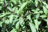 Cinnamon Basil