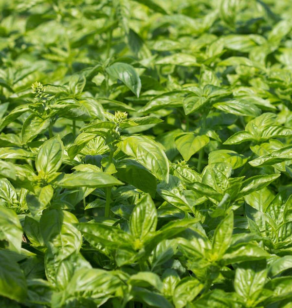 Sweet Basil Organic Seeds West Coast Seeds