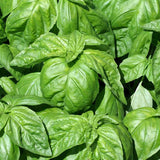 Lettuce Leaf Basil