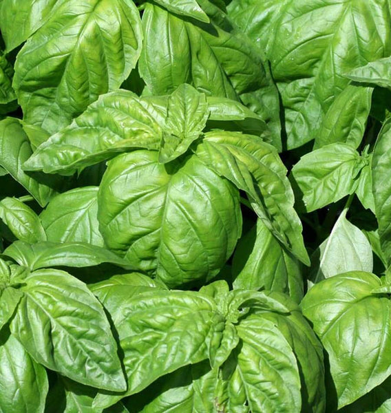 Lettuce Leaf Basil Seeds West Coast Seeds