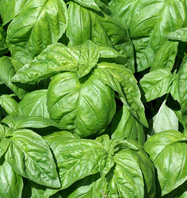 Lettuce Leaf Basil