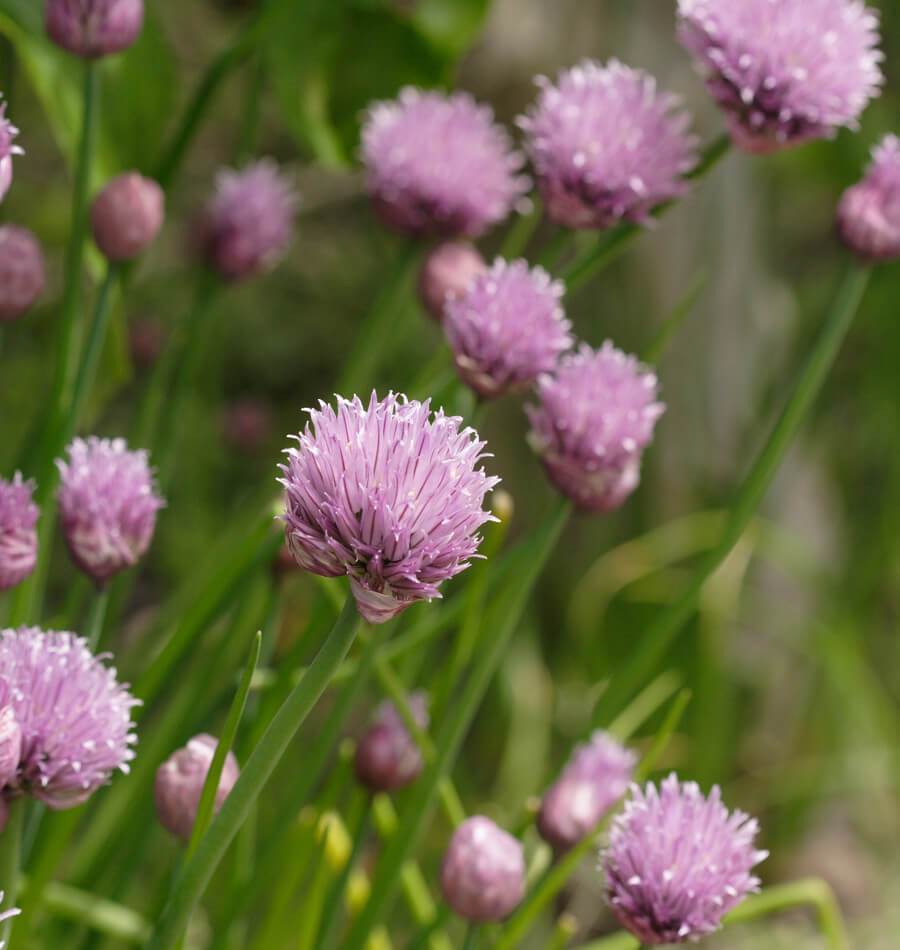 Chives Seeds – West Coast Seeds