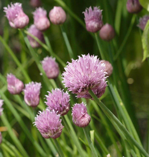 Chives Organic - 5g (approx. 3500 seeds)