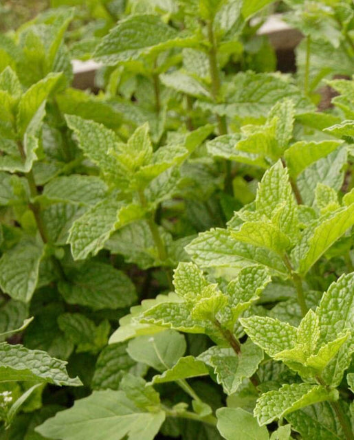 Mint - Spearmint (Green) seeds - Heirloom Seeds Canada