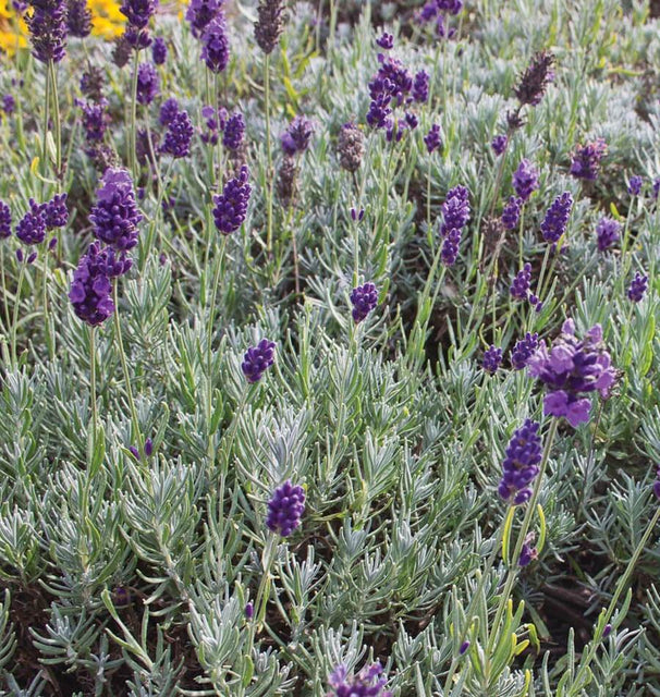 Dwarf Munstead Lavender Seeds HR1096-1