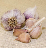 Music Garlic For Fall Planting