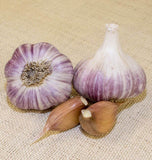 Red Russian Garlic for Fall Planting