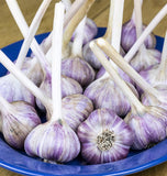 Red Russian Garlic for Fall Planting