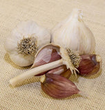 Yugoslavian Garlic for Fall Planting