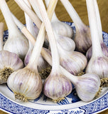 Yugoslavian Garlic for Fall Planting