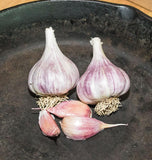 Chesnock Red Garlic