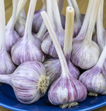 Chesnock Red Garlic for Fall Planting