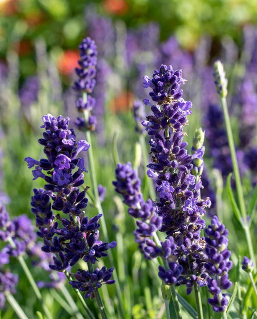 Blue Spear English Lavender