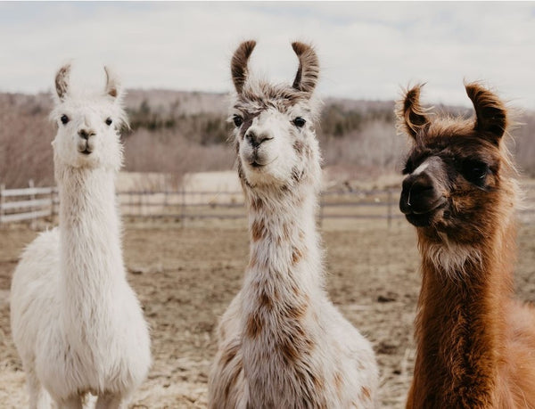Can Alpacas Eat Celery? Discover the Surprising Truth