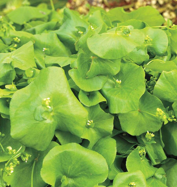 Miners Lettuce Claytonia