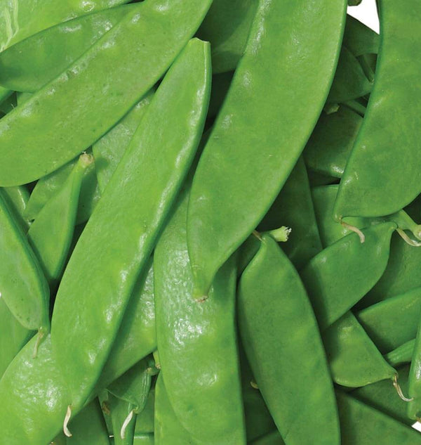 Oregon Sugar Pod II Snow Pea Seeds – West Coast Seeds