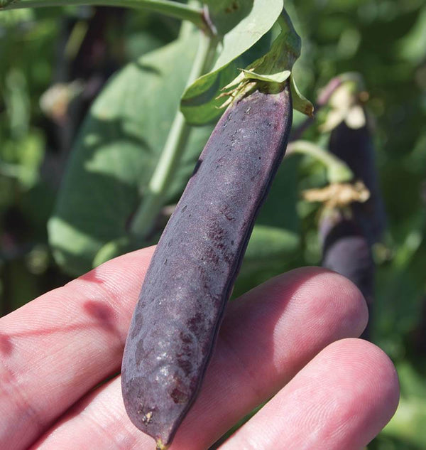 Purple – Purple Organics