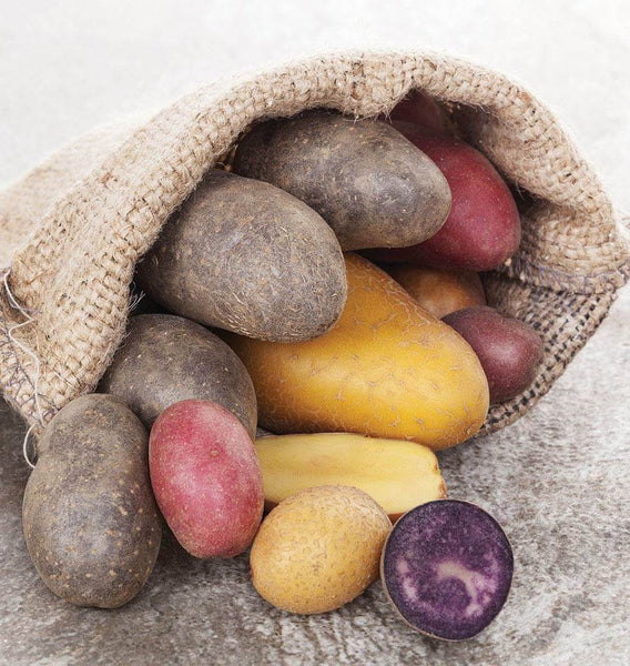 Organic Seed Potato Assortment – West Coast Seeds