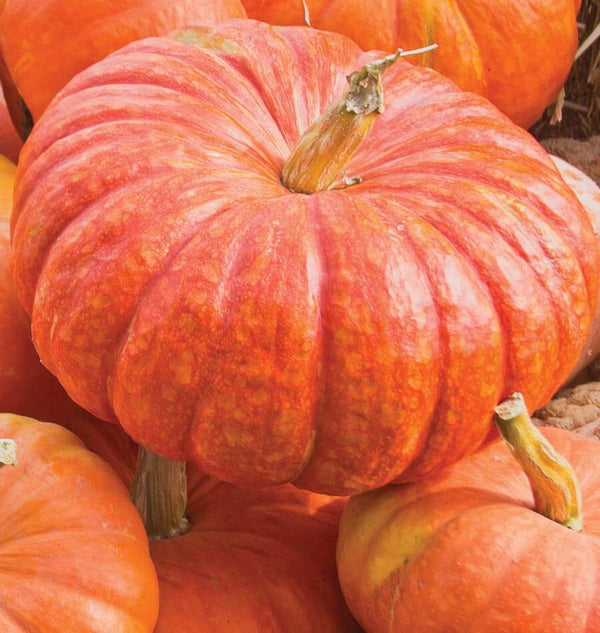 Rouge Vif d'Etampes Pumpkin Seeds – West Coast Seeds