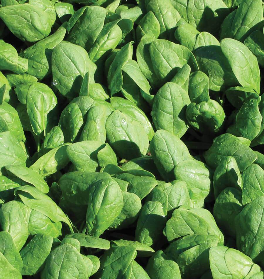 Renegade Organic Spinach Seeds – West Coast Seeds