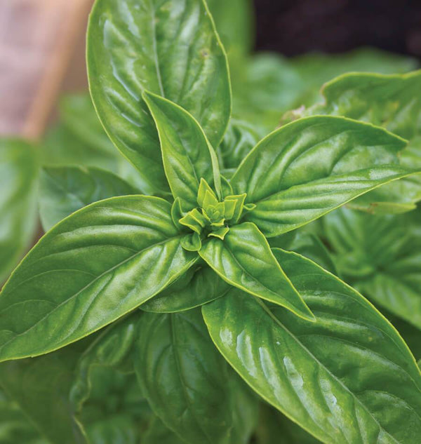 Sweet Basil Seeds West Coast Seeds