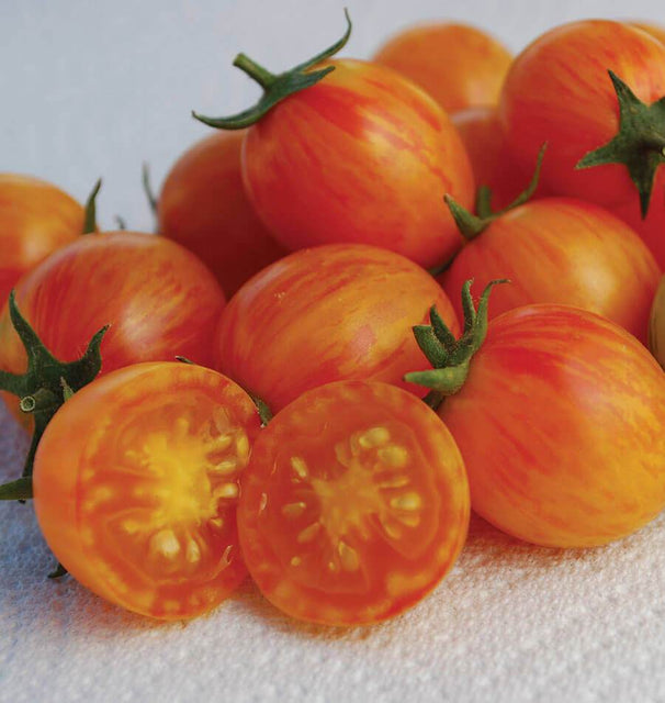 TM836 Sunrise Bumble Bee Tomato Seeds