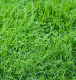 Tall Fescue, Turf Type